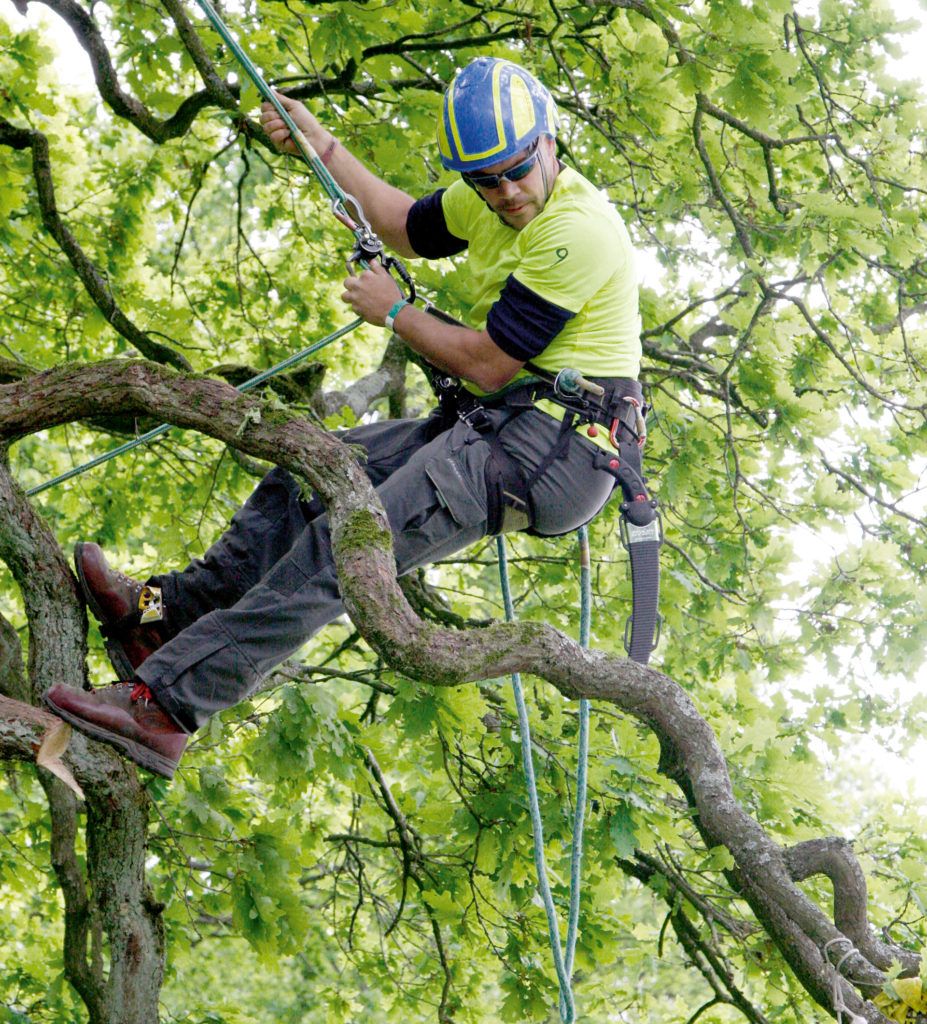 Tuin en Landschap 11 Elf methoden tegen Japanse duizendknoop