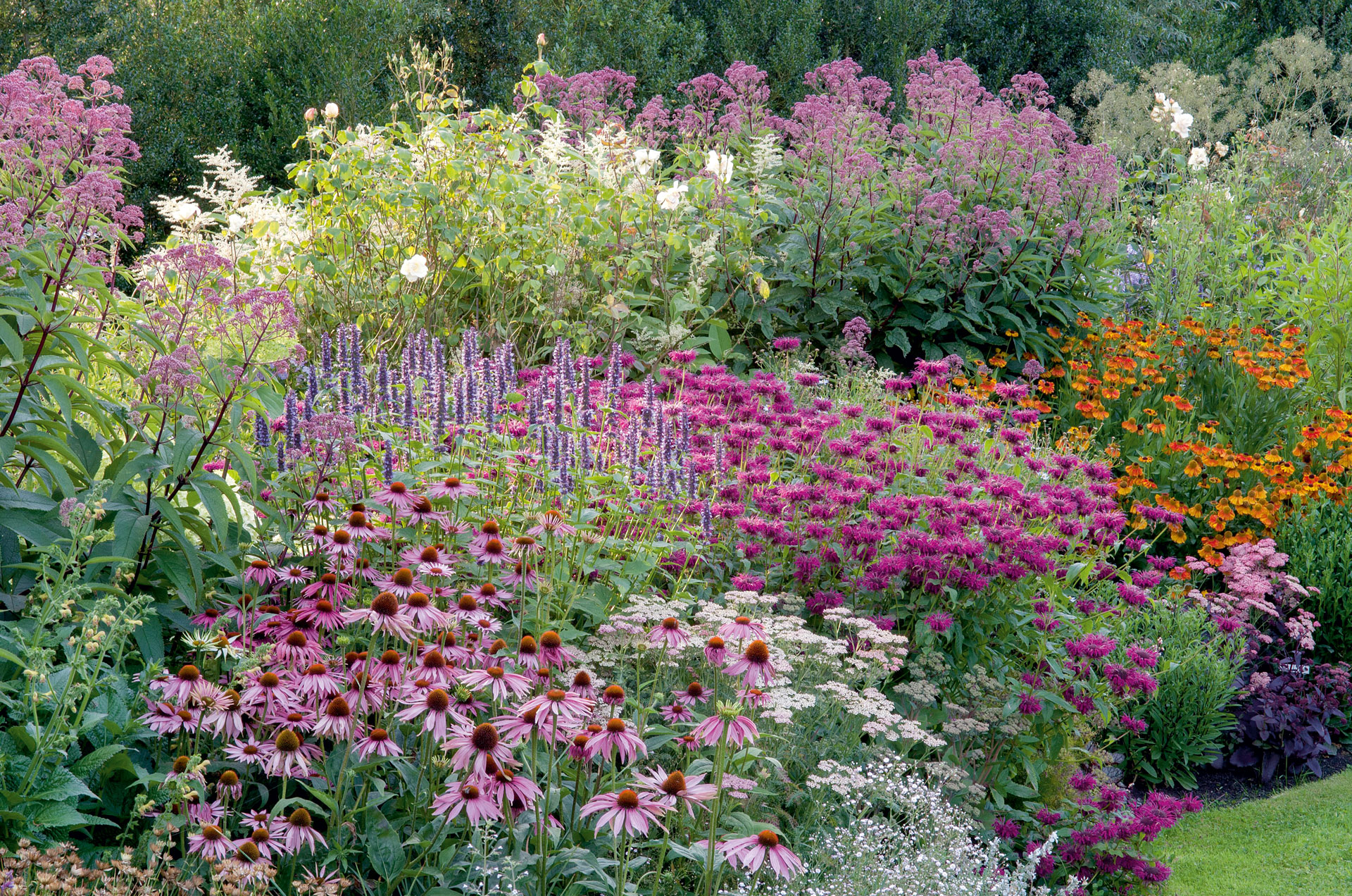 Tuin En Landschap Echinacea Onmisbaar In Naturalistische Tuin