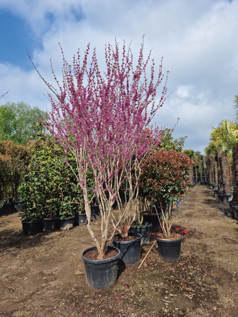 Tuin en Landschap 10: Bomen online bestellen