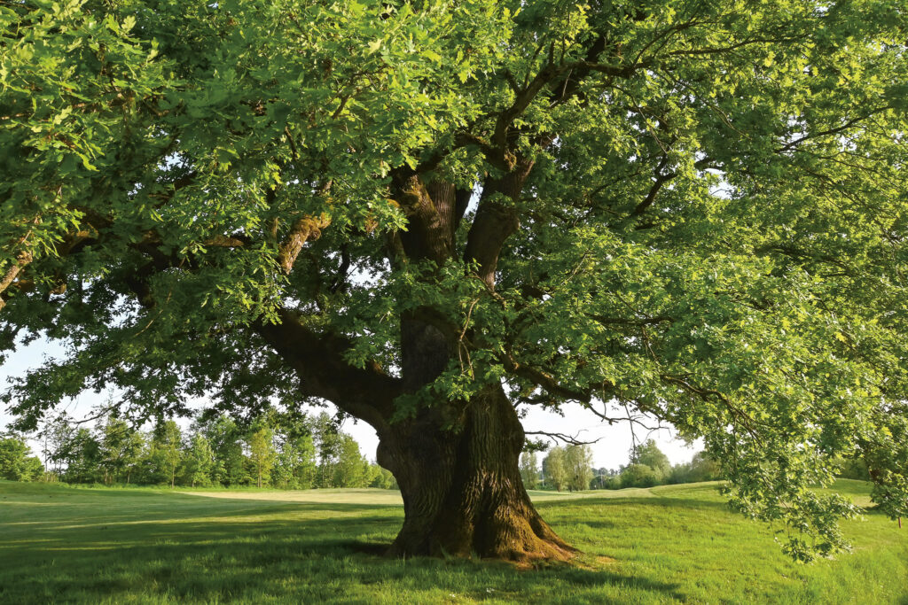 Tuin en Landschap 10: Bomen online bestellen